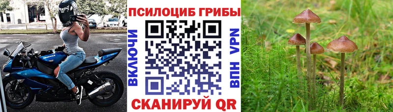 наркота  Трёхгорный  Псилоцибиновые грибы мицелий 